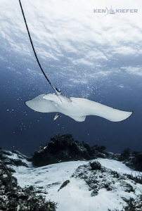 Eagle Ray dropping sand after sifting for food.  Looks al... by Ken Kiefer 